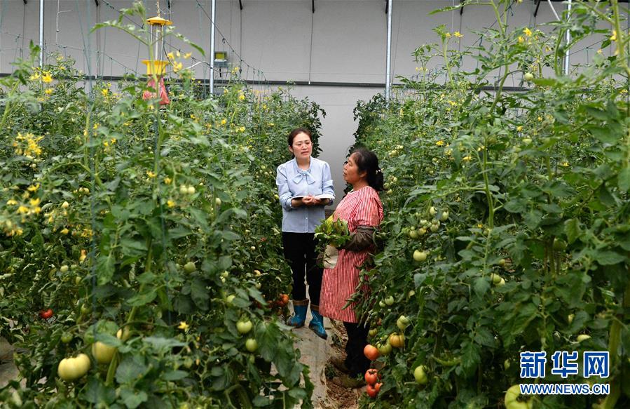 (代表委員履職)(3)全國(guó)人大代表王萌萌:產(chǎn)業(yè)興旺讓鄉(xiāng)村振興更有底氣