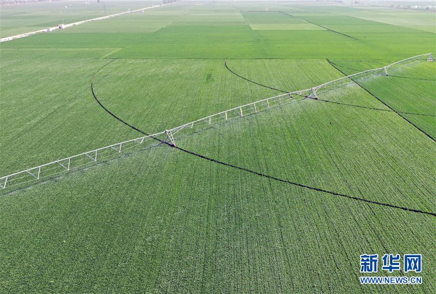 （在習近平新時代中國特色社會主義思想指引下&mdash;&mdash;新時代新作為新篇章&middot;習近平總書記關切事&middot;圖文互動）（4）新農事、新希望&mdash;&mdash;夏收前田間新動態(tài)掃描