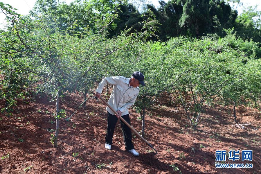 （決戰(zhàn)決勝脫貧攻堅(jiān)&middot;圖文互動(dòng)）（4）暮投石壕村