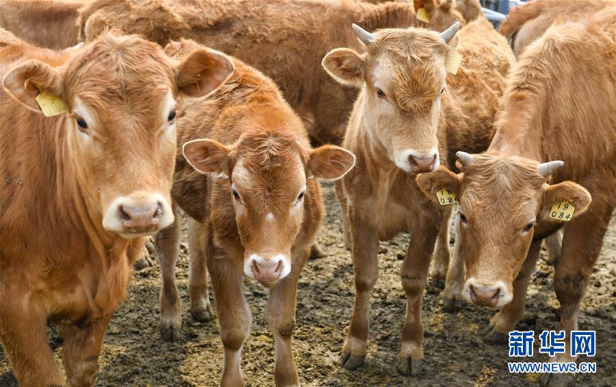 (決戰(zhàn)決勝脫貧攻堅(jiān)·圖文互動(dòng))(6)長(zhǎng)白山下唱新篇——吉林延邊州脫貧攻堅(jiān)觀察