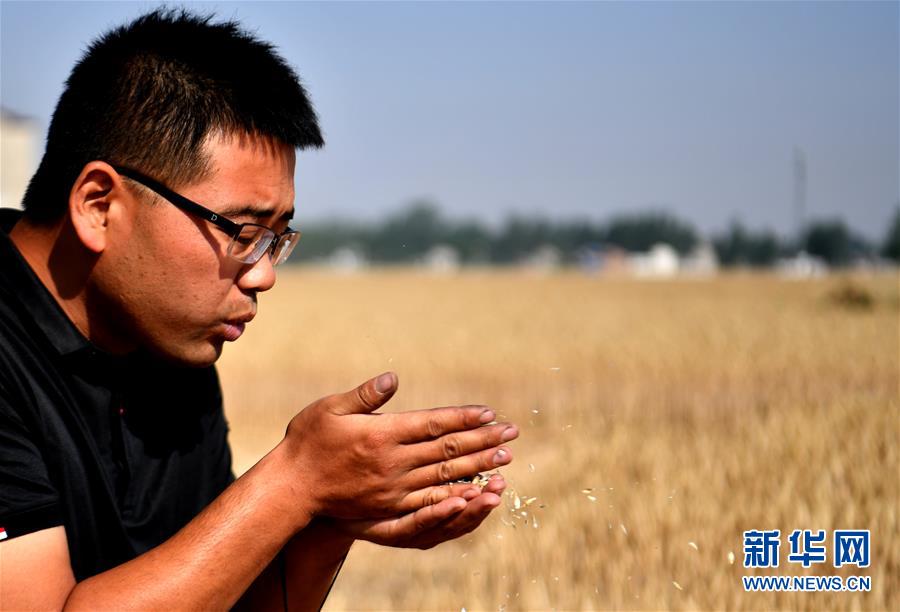 (關(guān)注三夏·圖文互動(dòng))(1)麥田“后浪”的農(nóng)事新說