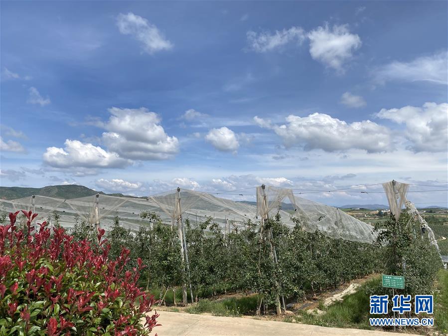 （決戰(zhàn)決勝脫貧攻堅(jiān)&middot;圖文互動(dòng)）（3）高原紅了，日子好了&mdash;&mdash;貴州海拔最高縣發(fā)展蘋果產(chǎn)業(yè)見聞