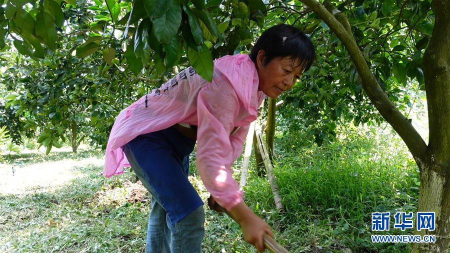 (新華網(wǎng)·決戰(zhàn)決勝脫貧攻堅(jiān)·圖文互動(dòng))(2)貴州思南:強(qiáng)村帶弱村 “抱團(tuán)”促增收