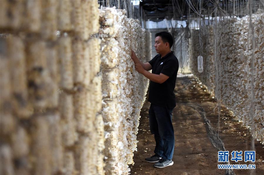  （新華全媒頭條&middot;圖文互動(dòng)）（7）青春，在希望的田野上&mdash;&mdash;大別山區(qū)尋訪&ldquo;城歸&rdquo;大學(xué)畢業(yè)生