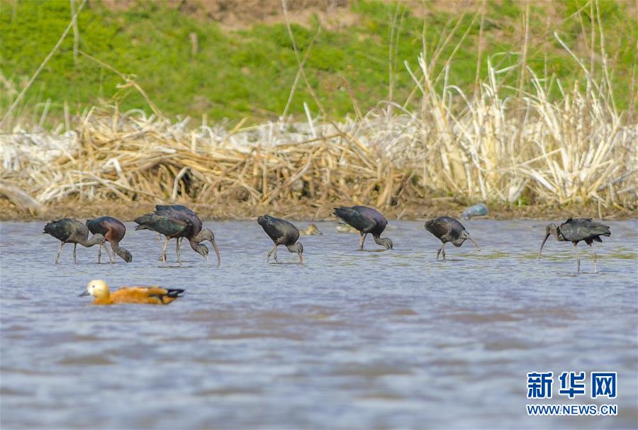 (圖文互動)(3)云南大理首次記錄到珍稀物種彩鹮自然繁殖