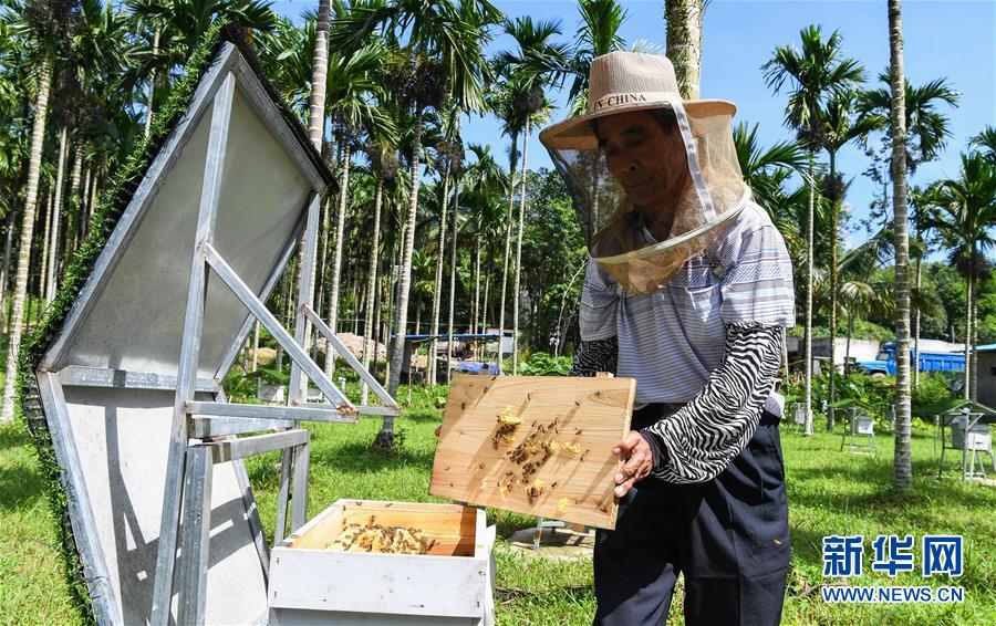 (走向我們的小康生活·圖文互動)(7)黎苗山鄉(xiāng)種養(yǎng)“老行當”擦亮“綠色牌”