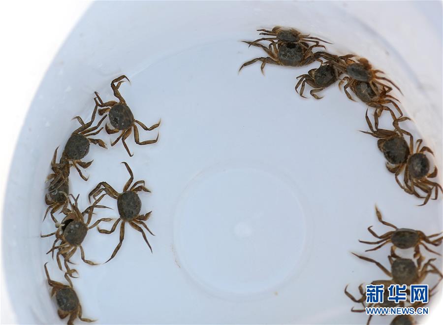 （新華全媒頭條&middot;走向我們的小康生活&middot;圖文互動）（13）&ldquo;南大荒&rdquo;變&ldquo;稻蟹鄉(xiāng)&rdquo;&mdash;&mdash;資源枯竭型城市盤錦的鄉(xiāng)村振興之路