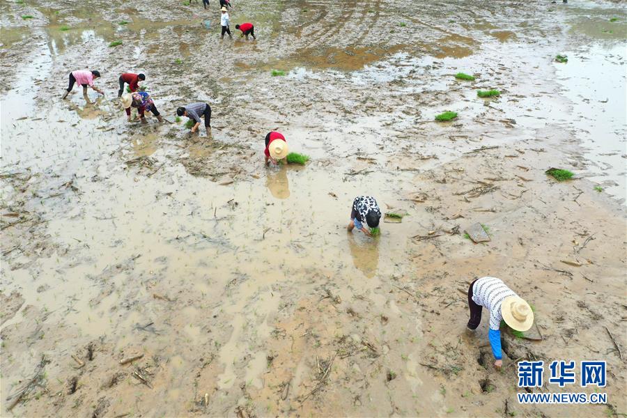 #(經(jīng)濟(jì))(4)湖南:搶插水稻 生產(chǎn)自救