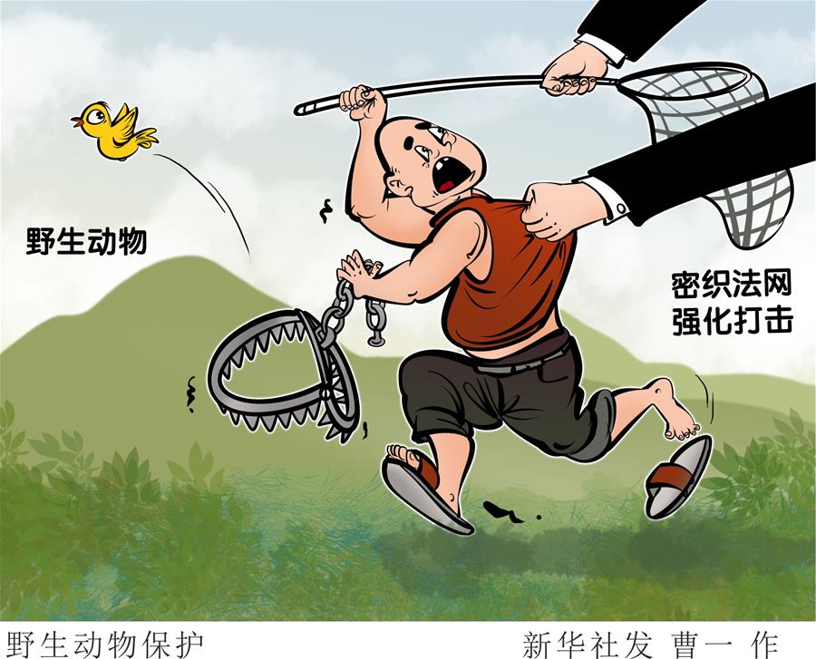 （圖表&middot;漫畫）［新華調(diào)查&middot;聚焦野生動(dòng)物保護(hù)］野生動(dòng)物保護(hù)