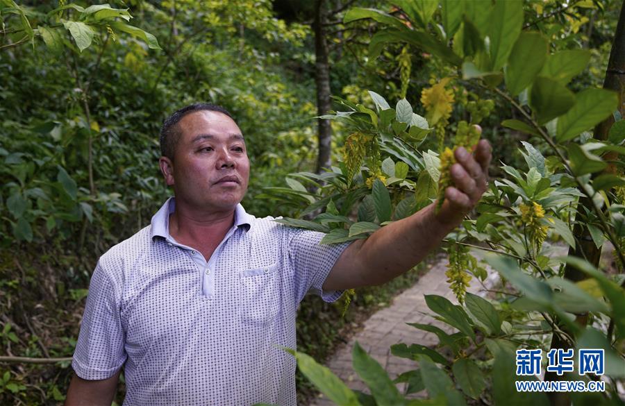 （新華全媒頭條&middot;走向我們的小康生活&middot;圖文互動(dòng)）（4）&ldquo;靠山吃山&rdquo;的新路徑&mdash;&mdash;探尋大瑤山的&ldquo;幸福密碼&rdquo;