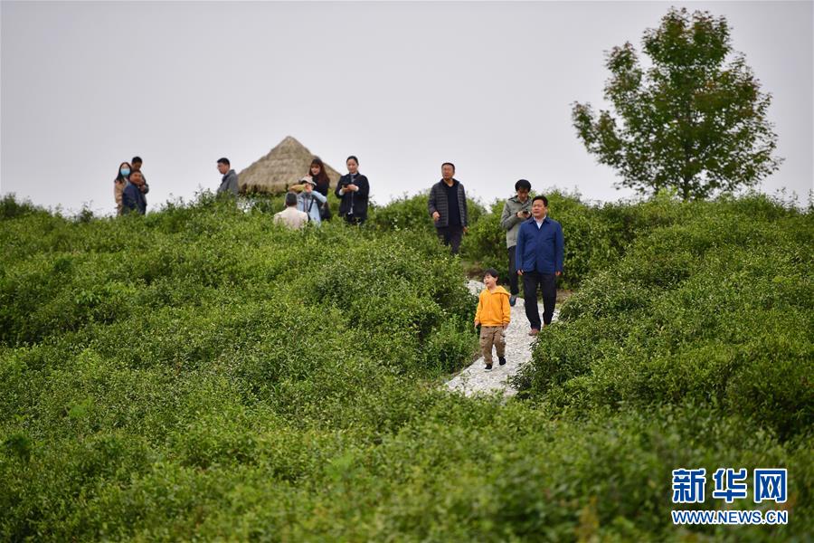 （走向我們的小康生活&middot;圖文互動(dòng)）（7）綠了青山，紅了日子&mdash;&mdash;秦巴山區(qū)群眾繪出小康&ldquo;調(diào)色板&rdquo;