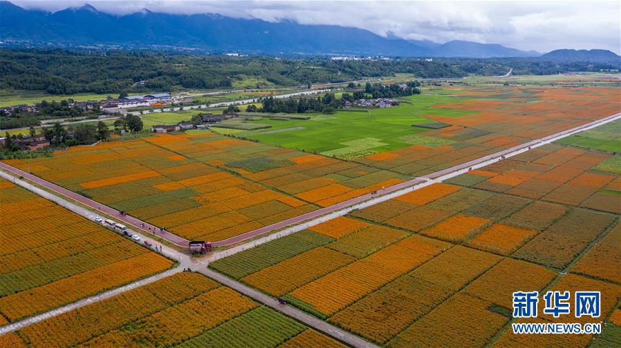 （圖文互動(dòng)）（1）幸?；ㄩ_(kāi)&mdash;&mdash;高黎貢山下&ldquo;萬(wàn)畝花海&rdquo;帶富美麗鄉(xiāng)村