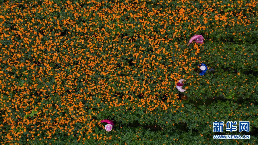 （圖文互動(dòng)）（2）幸?；ㄩ_(kāi)&mdash;&mdash;高黎貢山下&ldquo;萬(wàn)畝花海&rdquo;帶富美麗鄉(xiāng)村