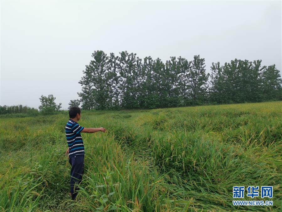 （新華視點(diǎn)&middot;聚焦餐桌外的浪費(fèi)&middot;圖文互動）（2）顆粒歸倉為何難實(shí)現(xiàn)？我國糧食收割環(huán)節(jié)損失驚人