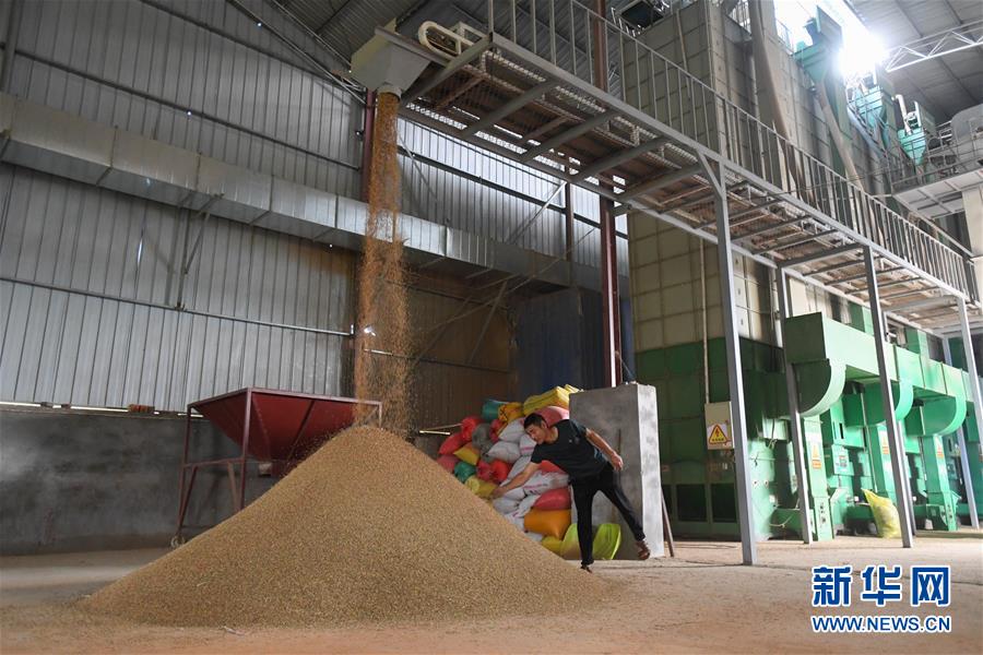 （新華視點(diǎn)&middot;聚焦餐桌外的浪費(fèi)&middot;圖文互動(dòng)）（1）農(nóng)戶儲(chǔ)糧損失達(dá)8%！設(shè)施普遍簡(jiǎn)陋，蟲害霉變堪憂