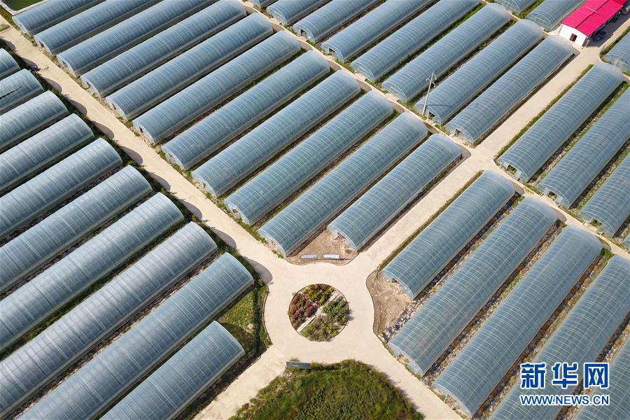 （新華全媒頭條&middot;走向我們的小康生活&middot;圖文互動）（11）&ldquo;苦甲&rdquo;不再，&ldquo;甘味&rdquo;綿長&mdash;&mdash;脫貧攻堅的甘肅味道