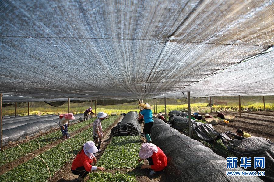 （新華全媒頭條&middot;決戰(zhàn)決勝脫貧攻堅(jiān)&middot;督戰(zhàn)未摘帽貧困縣&middot;圖文互動(dòng)）（7）不獲全勝，決不收兵&mdash;&mdash;全國(guó)52個(gè)掛牌督戰(zhàn)貧困縣脫貧攻堅(jiān)紀(jì)實(shí)