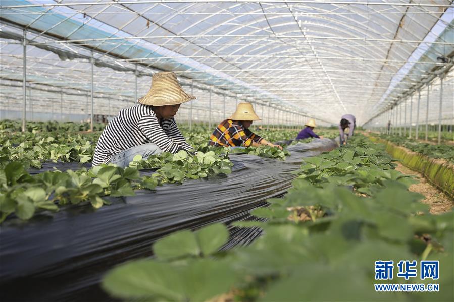 （新華全媒頭條&middot;決戰(zhàn)決勝脫貧攻堅(jiān)&middot;督戰(zhàn)未摘帽貧困縣&middot;圖文互動(dòng)）（12）不獲全勝，決不收兵&mdash;&mdash;全國(guó)52個(gè)掛牌督戰(zhàn)貧困縣脫貧攻堅(jiān)紀(jì)實(shí)