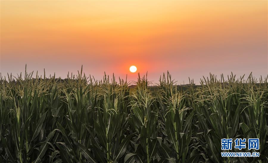 （新華全媒頭條&middot;圖文互動）（2）為現(xiàn)代農(nóng)業(yè)探新路&mdash;&mdash;來自吉林梨樹的田野報(bào)告