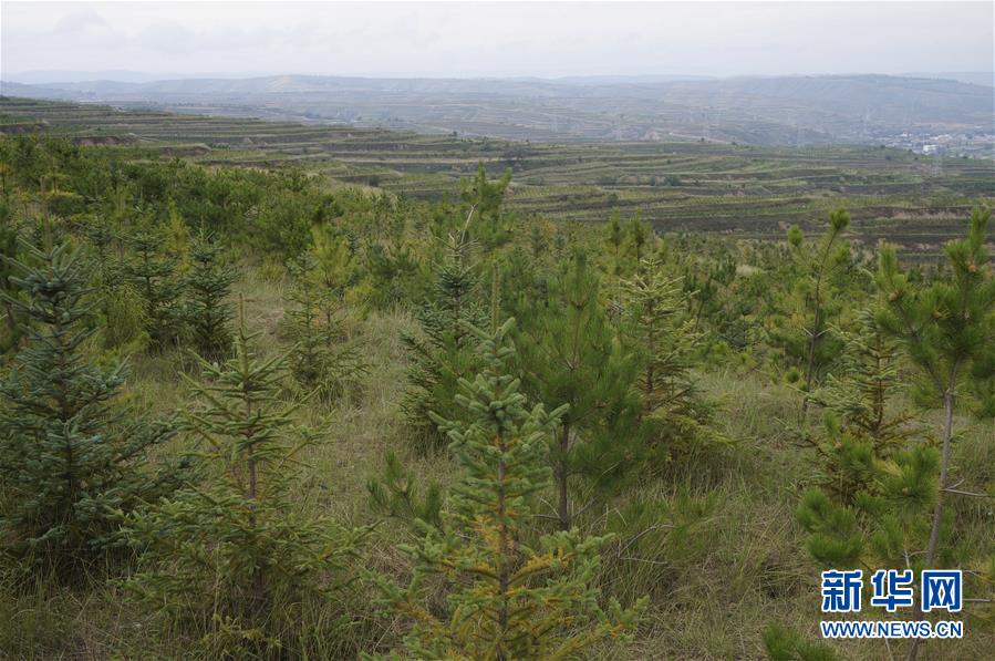 （決戰(zhàn)決勝脫貧攻堅(jiān)&middot;圖文互動(dòng)）（1）甘肅定西黃土高坡上，有片&ldquo;福州林&rdquo;