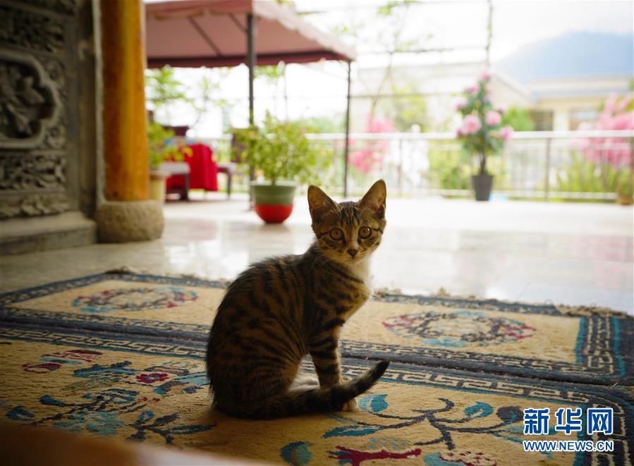 （走向我們的小康生活&middot;決戰(zhàn)決勝脫貧攻堅(jiān)&middot;圖文互動(dòng)）（3）甘青交界處的跨越&mdash;&mdash;保安族、撒拉族的脫貧故事