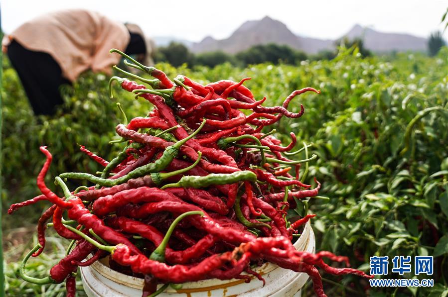 （走向我們的小康生活&middot;決戰(zhàn)決勝脫貧攻堅(jiān)&middot;圖文互動(dòng)）（8）甘青交界處的跨越&mdash;&mdash;保安族、撒拉族的脫貧故事 