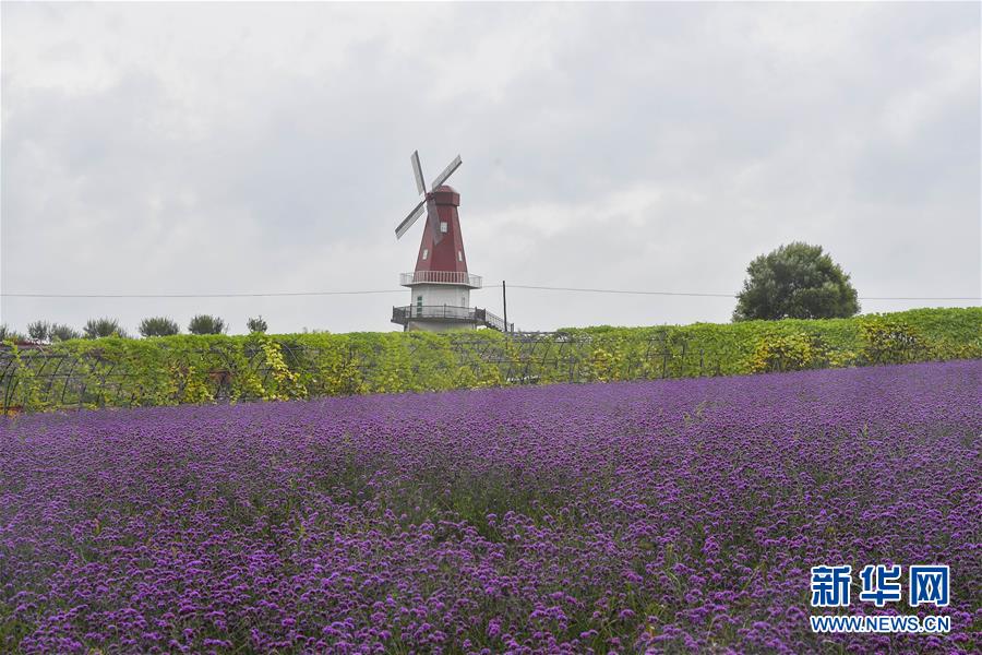 （新華全媒頭條&middot;走向我們的小康生活&middot;圖文互動(dòng)）（6）黑土地上是我家&mdash;&mdash;在吉林，一瞥中國(guó)東北鄉(xiāng)村美麗未來(lái)