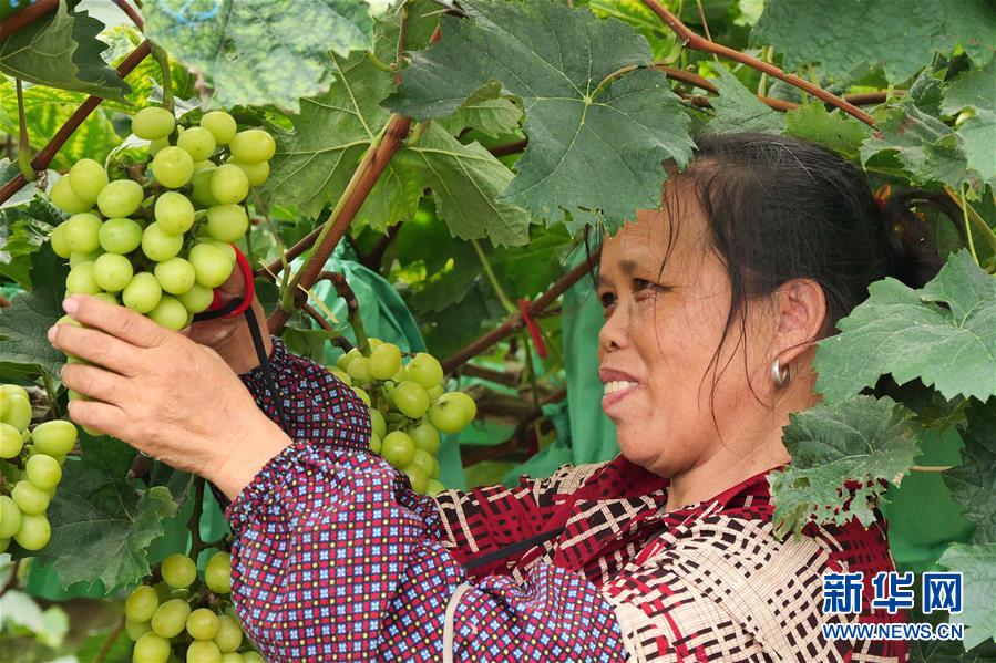 （決戰(zhàn)決勝脫貧攻堅(jiān)&middot;圖文互動(dòng)）（2）同飲一江水 攜手&ldquo;斬窮根&rdquo;&mdash;&mdash;深圳對(duì)口廣西河池、百色扶貧協(xié)作見聞