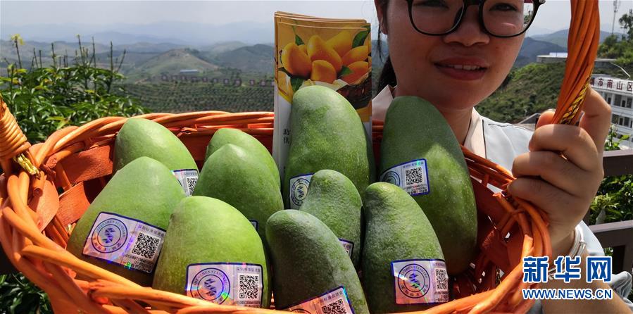 （決戰(zhàn)決勝脫貧攻堅(jiān)&middot;圖文互動(dòng)）（7）同飲一江水 攜手&ldquo;斬窮根&rdquo;&mdash;&mdash;深圳對(duì)口廣西河池、百色扶貧協(xié)作見聞