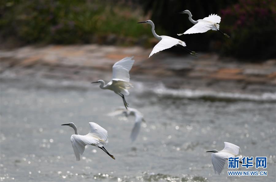 (特區(qū)40年?圖文互動(dòng))(4)廈庇五洲客 門納萬(wàn)頃濤——廈門經(jīng)濟(jì)特區(qū)40年發(fā)展紀(jì)實(shí)