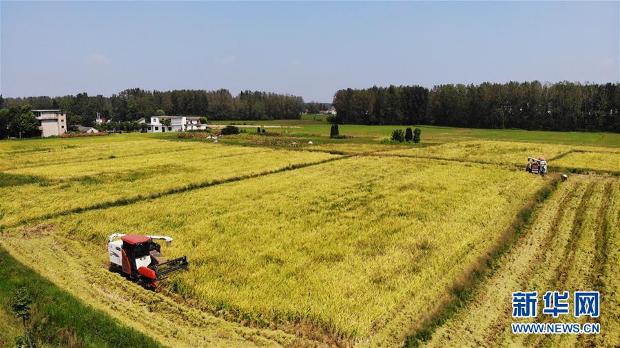 (新華全媒頭條·圖文互動(dòng))(11)天道酬勤的大地贊歌——寫在第三個(gè)中國(guó)農(nóng)民豐收節(jié)之際