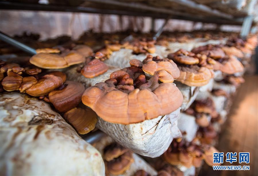 （新華全媒頭條&middot;走向我們的小康生活&middot;圖文互動）（4）特殊之年，荊楚大地書寫不平凡的答卷