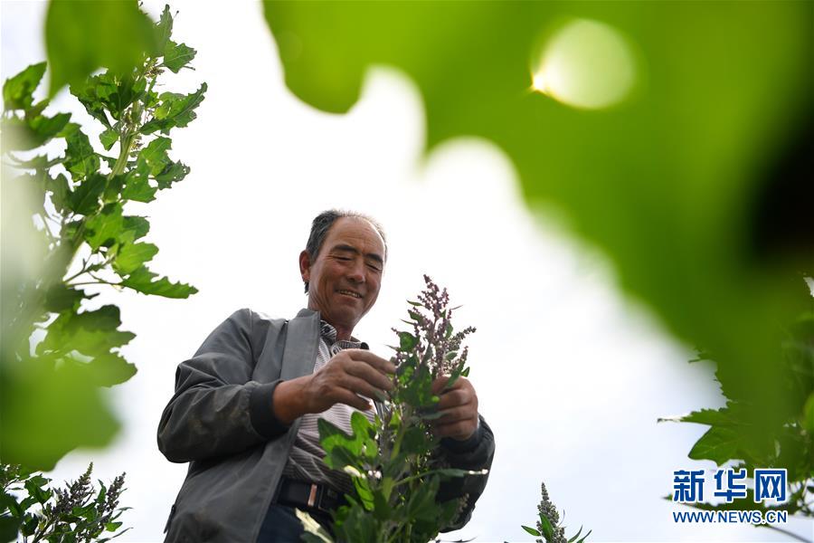 （新華全媒頭條&middot;圖文互動）（12）大山的回響&mdash;&mdash;三個(gè)民族自治縣的70年巨變