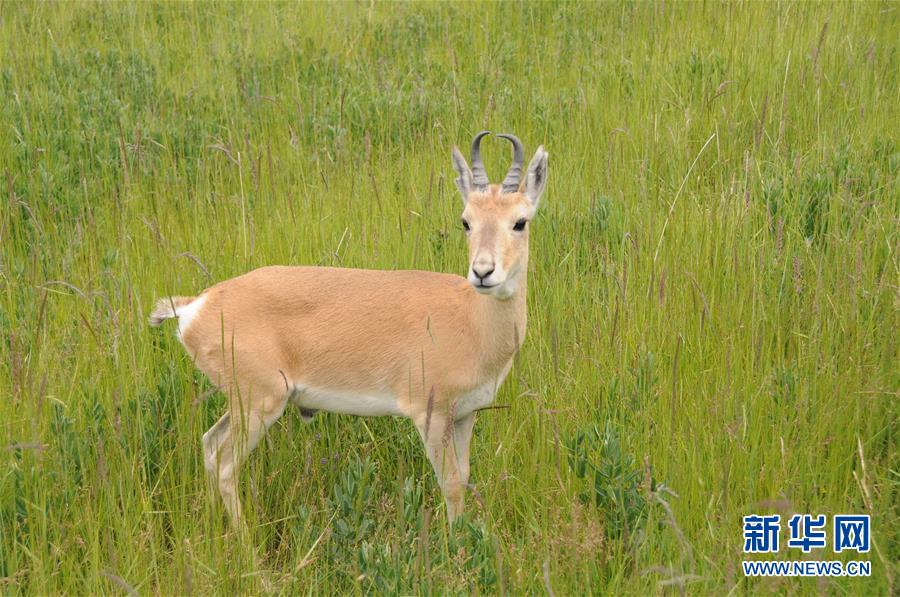 （新華全媒頭條&middot;圖文互動(dòng)）（11）大湖見(jiàn)證 &mdash;&mdash;持續(xù)保護(hù)讓青海湖生態(tài)華麗&ldquo;蝶變&rdquo;