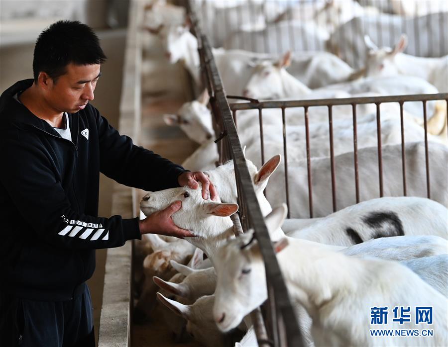 (五中全會(huì)精神在基層·圖文互動(dòng))(1)大學(xué)生“羊倌”成了致富“領(lǐng)頭羊”