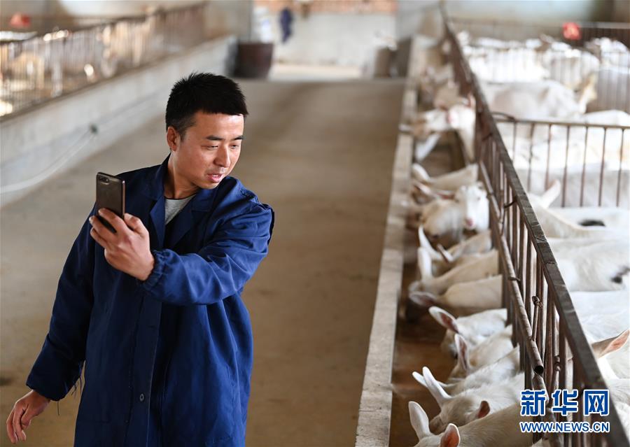 (五中全會(huì)精神在基層·圖文互動(dòng))(2)大學(xué)生“羊倌”成了致富“領(lǐng)頭羊”