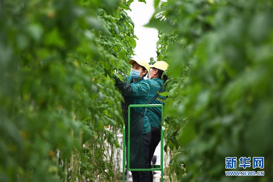 （五中全會精神在基層&middot;圖文互動）（1）從黃土荒坡到萬畝良田&mdash;&mdash;蘭州新區(qū)現(xiàn)代農業(yè)發(fā)展&ldquo;變奏曲&rdquo;