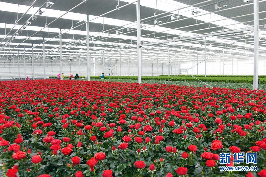 （五中全會精神在基層&middot;圖文互動）（2）從黃土荒坡到萬畝良田&mdash;&mdash;蘭州新區(qū)現(xiàn)代農業(yè)發(fā)展&ldquo;變奏曲&rdquo;