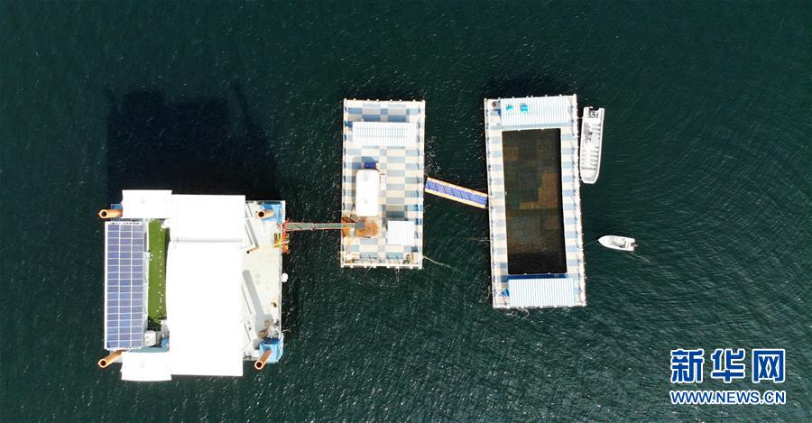 （新華全媒頭條&middot;圖文互動）（8）&ldquo;拔&rdquo;海起牧場 &ldquo;耕&rdquo;海新牧歌