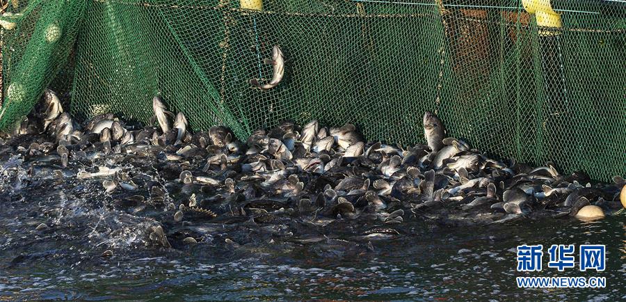 #（新華全媒頭條&middot;圖文互動）（13）&ldquo;拔&rdquo;海起牧場 &ldquo;耕&rdquo;海新牧歌