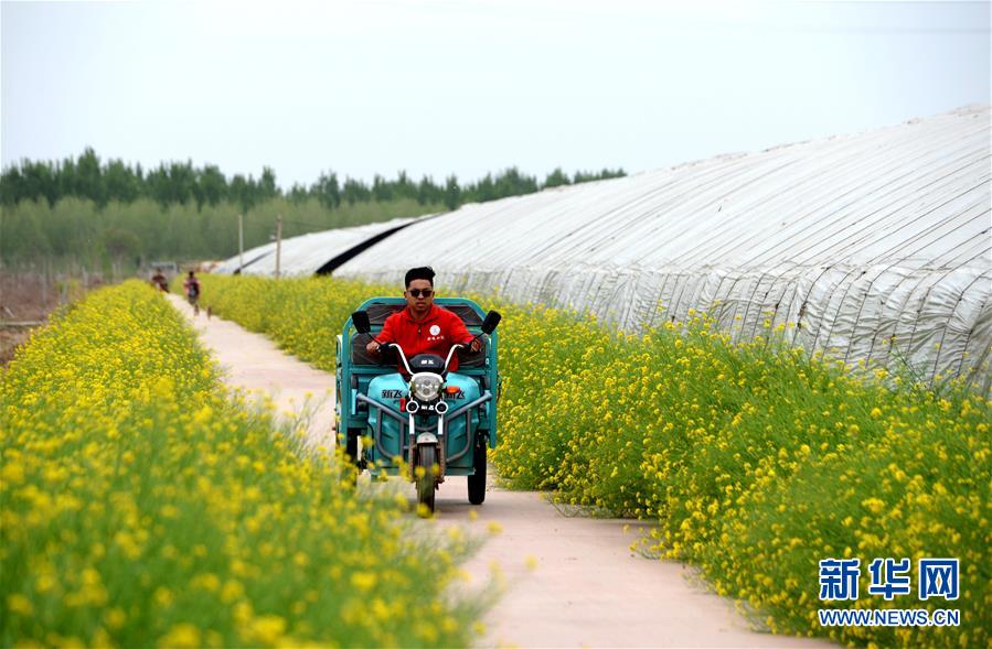 (在習近平新時代中國特色社會主義思想指引下——新時代新作為新篇章·總書記關(guān)心的百姓身邊事·圖文互動)(3)“農(nóng)”字頭照樣“大”作為——豐收時節(jié)看涉農(nóng)高校人才在希望的田野