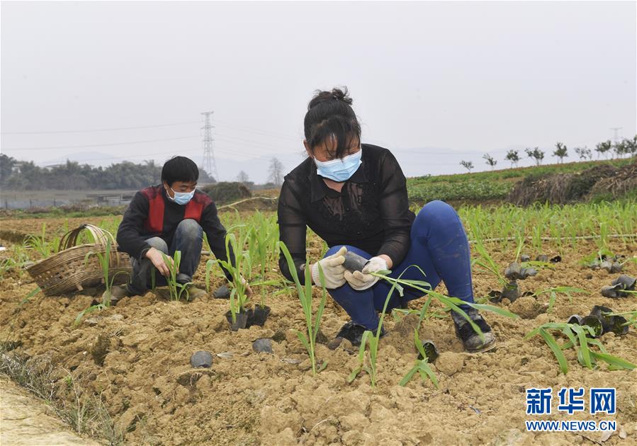 （在習(xí)近平新時代中國特色社會主義思想指引下&mdash;&mdash;新時代新作為新篇章&middot;習(xí)近平總書記關(guān)切事&middot;圖文互動）（5）為農(nóng)田注入硬核生產(chǎn)力&mdash;&mdash;一些地方春耕中農(nóng)業(yè)科技創(chuàng)新掃描