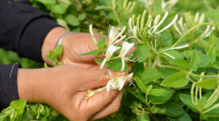 河北巨鹿：金銀花產業(yè)助力農家脫貧