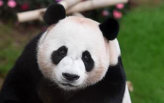 旅韓大熊貓&ldquo;愛(ài)寶&rdquo;&ldquo;樂(lè)寶&rdquo;慶生