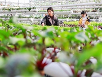 江蘇盱眙：&ldquo;創(chuàng)意農業(yè)&rdquo;美鄉(xiāng)村