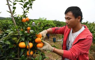 &ldquo;90后&rdquo;返鄉(xiāng)大學(xué)生的創(chuàng)業(yè)夢(mèng)