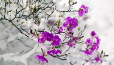 &ldquo;塞北小江南&rdquo;降雪 興安杜鵑傲雪綻放