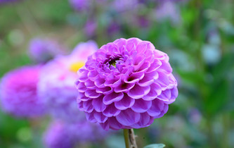 宛如童話世界！昆明撈魚(yú)河濕地公園8萬(wàn)株大麗花綻放