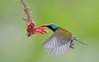 太陽(yáng)鳥(niǎo)的&ldquo;舞蹈&rdquo;