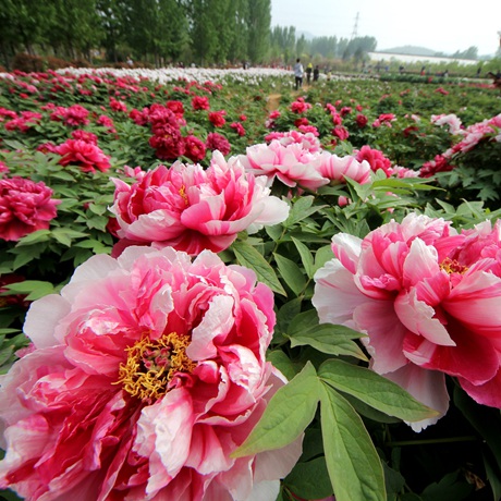 牡丹界200多歲&ldquo;高齡老人&rdquo;長(zhǎng)啥樣